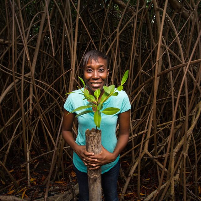 TNC staff plant mangroves in the Eastern Caribbean.