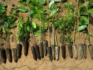 Native tree saplings are prepared for planting.