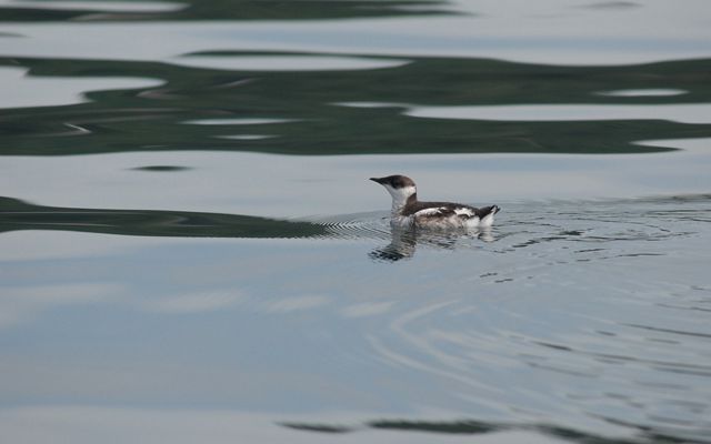 Marbled Murrelet