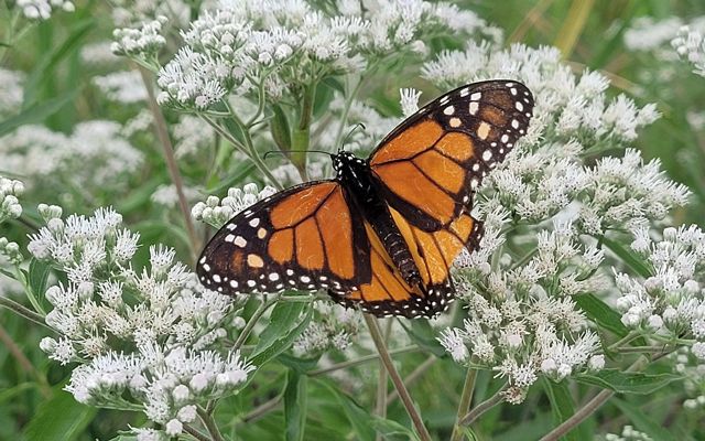 Monarch on boneset