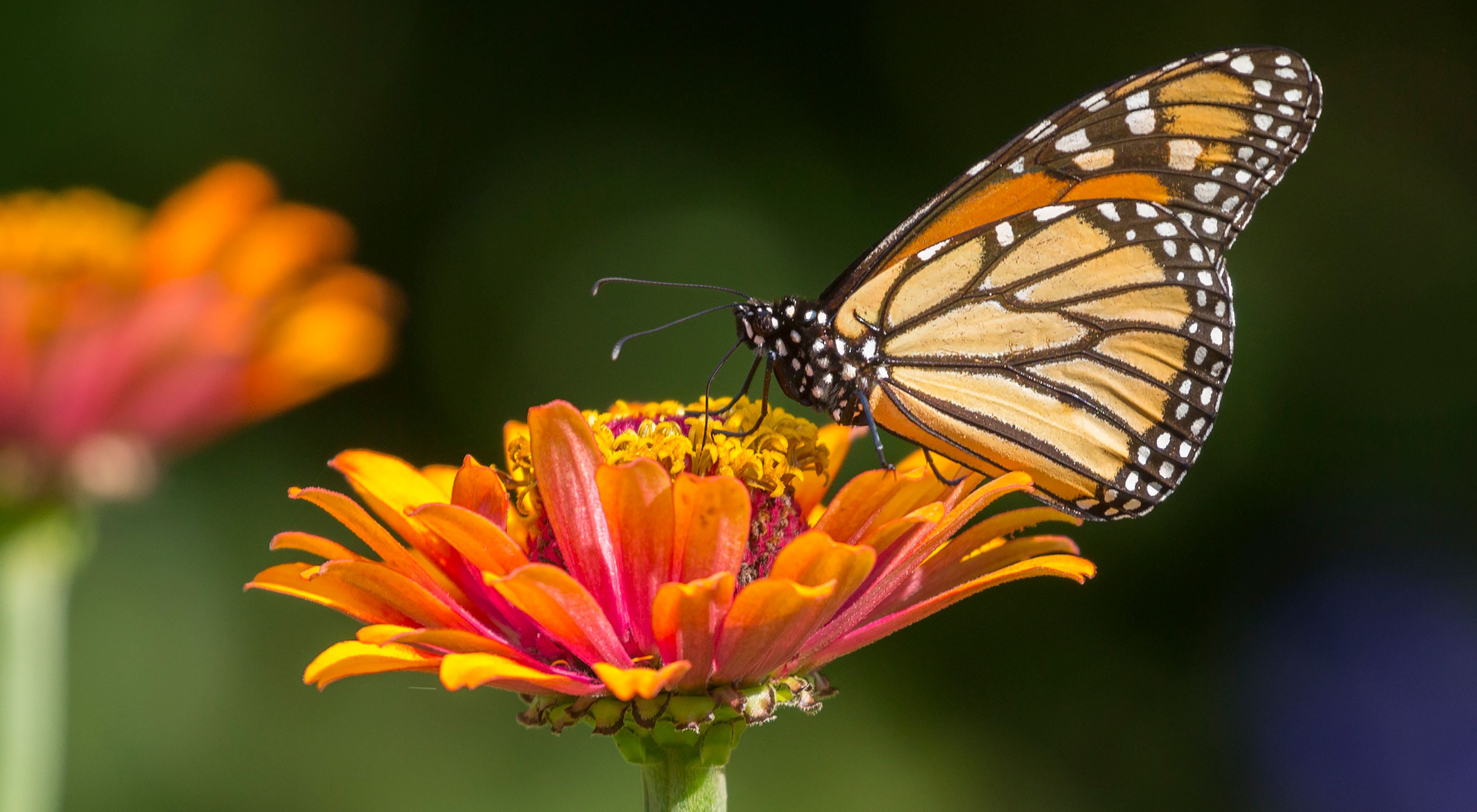 Monarch butterfly on a flower.