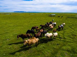 Horses are one of the five types of livestock herders own along with cows, sheep, goats and camels.
