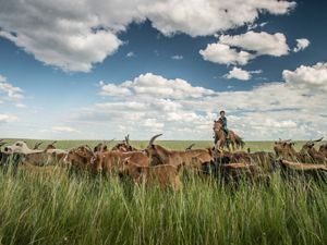 A person on a horse in a grass field with cattle.