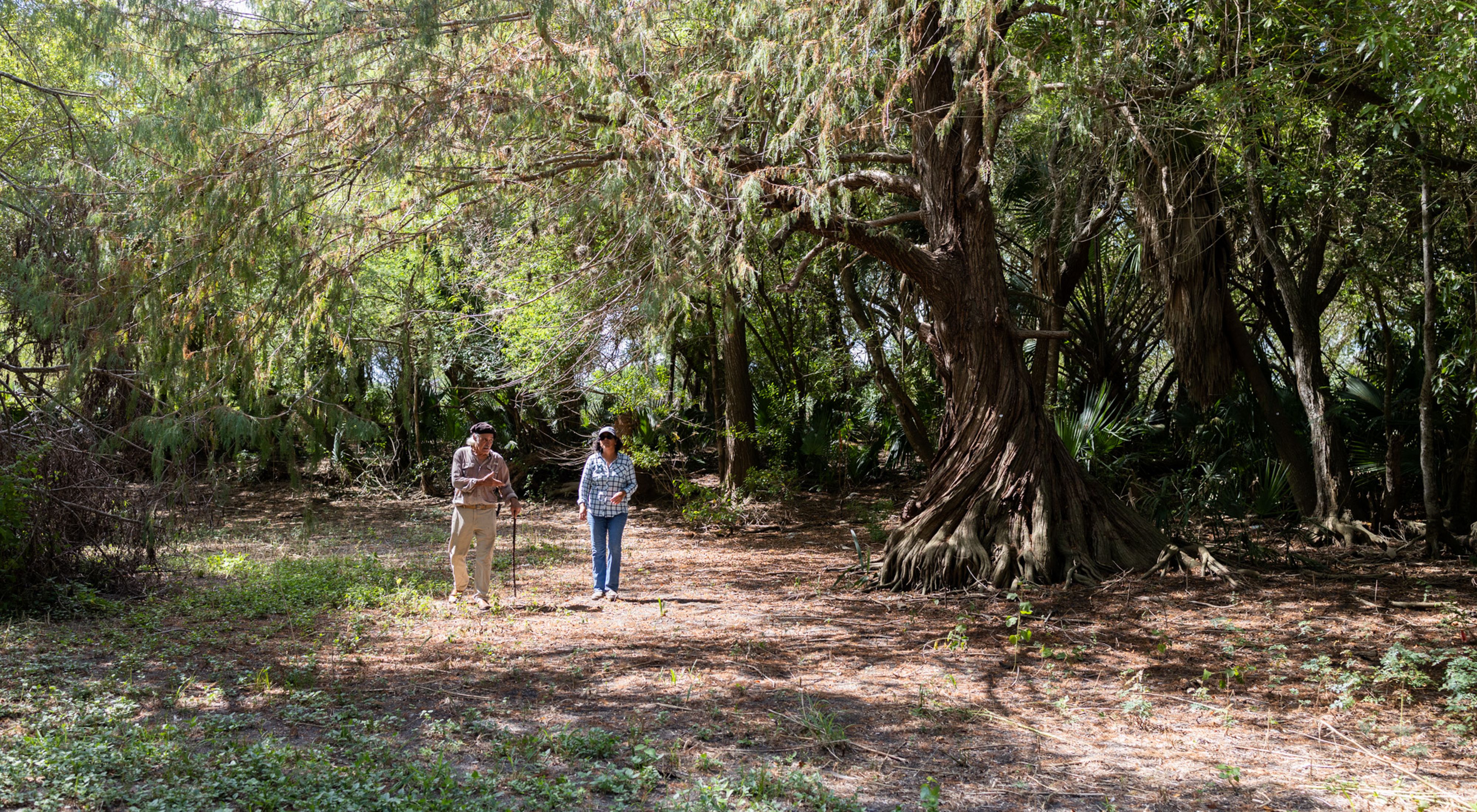 A massive tree with a twisted trunk casts shade over a man and woman walking.