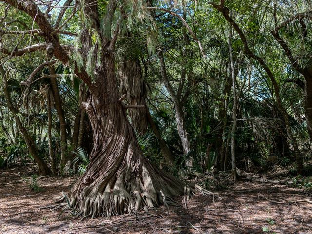 A massive tree trunk twists upwards in a shaded clearing.