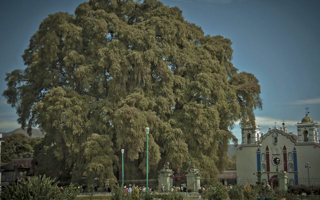 Branches from a massive Montezuma cypress tree extend toward the sky, nearly obscuring an ornate building next to the tree.