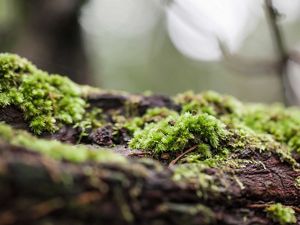 Close up of a tree trunk covered in green moss.