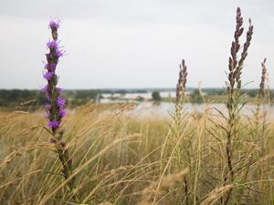 Blazing star plants in a windy field.
