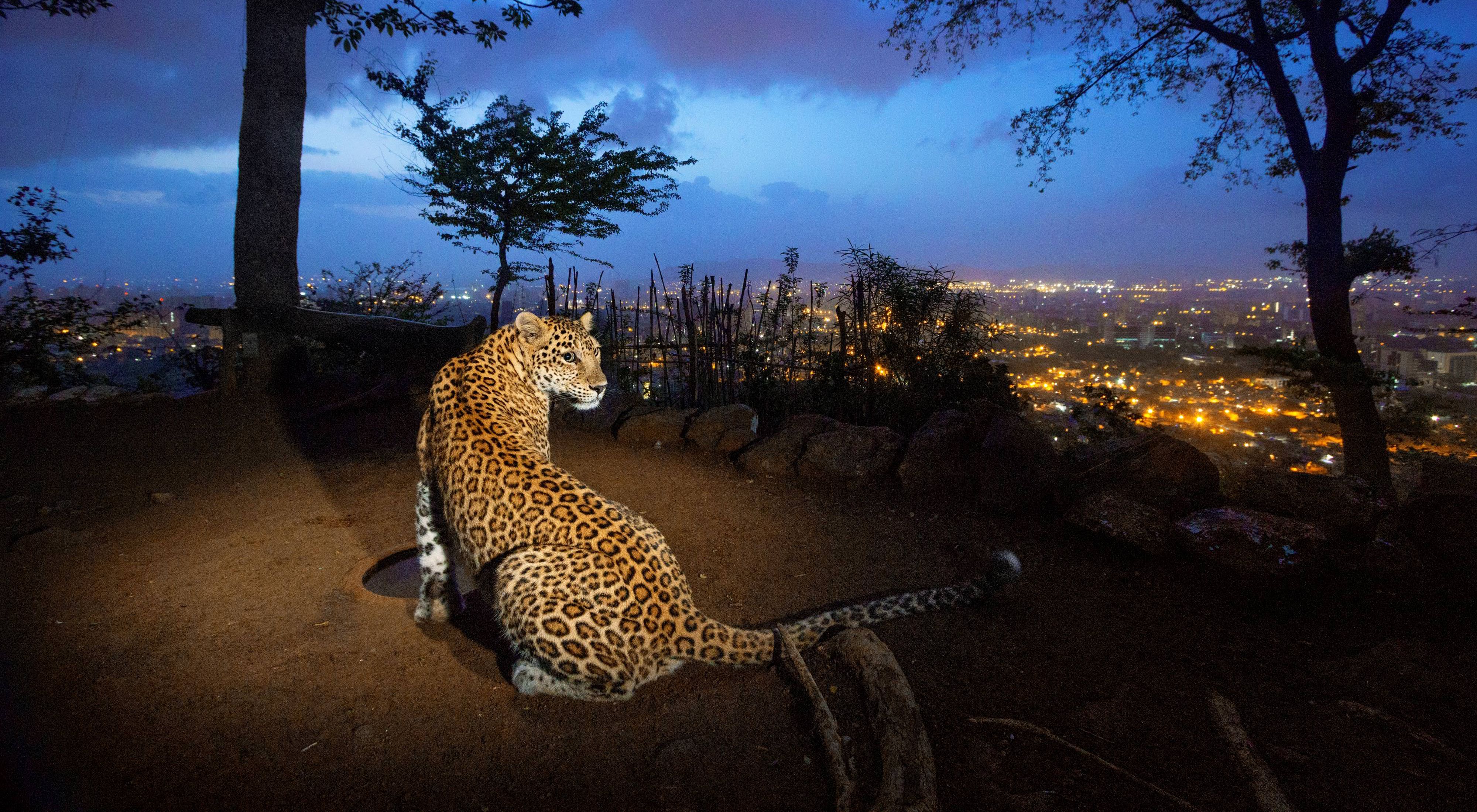 On a hill overlooking Mumbai, a man-made water hole attracts one of an estimated 35 leopards living in and around Sanjay Gandhi National Park, India.