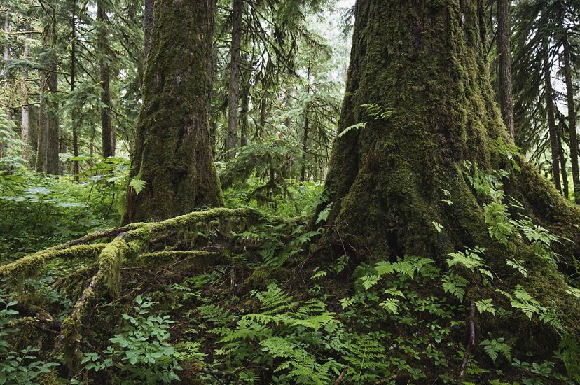 Lush green vegetation and moss covers the thick trunks of trees in an old growth forest in Alaska.