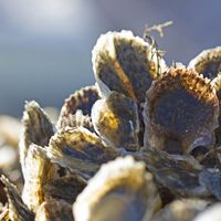 Oysters in the sun