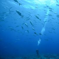 TNC diver in a school of bigeye trevally at Palmyra.