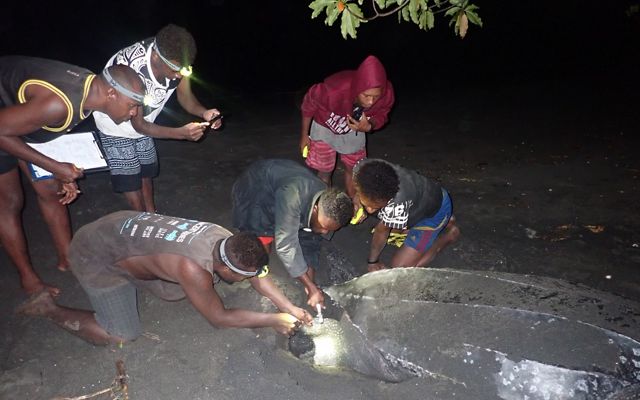 Rangers collect data and tag a nesting leatherback.
