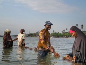 four people tend to seaweed growing in the water