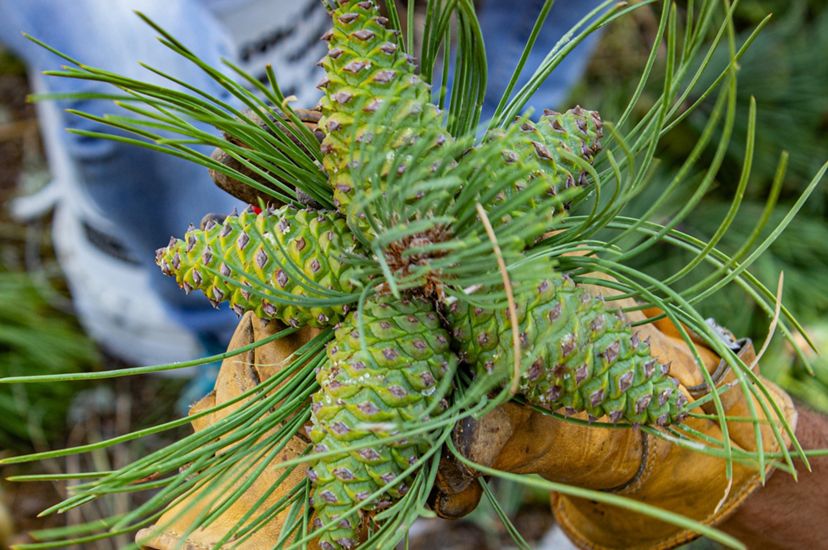 Five ponderosa pine cones on a single branch, which was collected during 2019, a mast seeding year in Colorado.