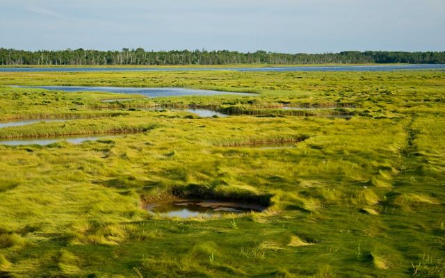 rich, green grasses interspersed with bodies of water and forest in the background