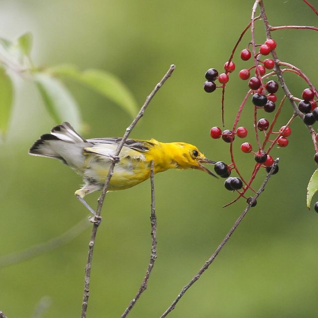 A Prothonotary Warbler forages at Alligator River National Wildlife Refuge.