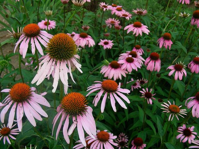 Field of purple coneflowers.