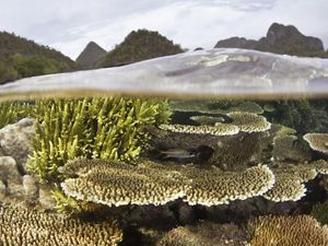 A split view taken from within the ocean showing a coral reef underwater and trees and mountains on the land in the background.