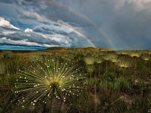 Close up view of Cerrado grassland, with rainbow behind