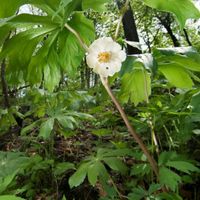 May apple flower growing among oak woodland.