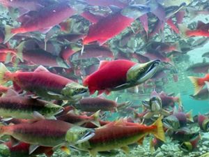 Underwater view of wild sockeye in a lake in Alaska's Bristol Bay.