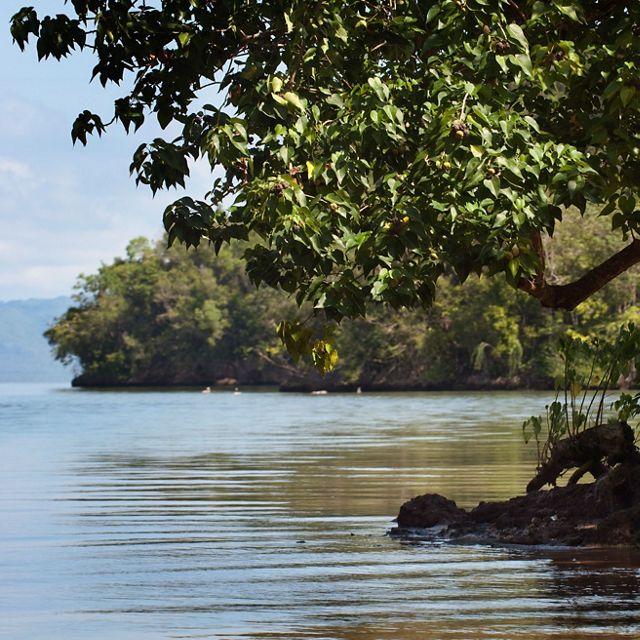 A white heron stands in the coastal waters of Samaná Bay in the Dominican Republic.