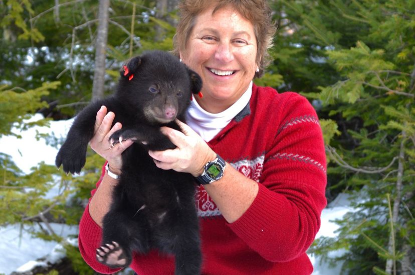 Biologist Sandy Ritchie holds a bear cub during a den visit with the Maine Department of Inland Fisheries and Wildlife Bear Study Program.