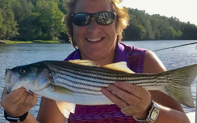 Biologist Sandy Ritchie shows off a striped bass fish she caught on the Kennebec River.