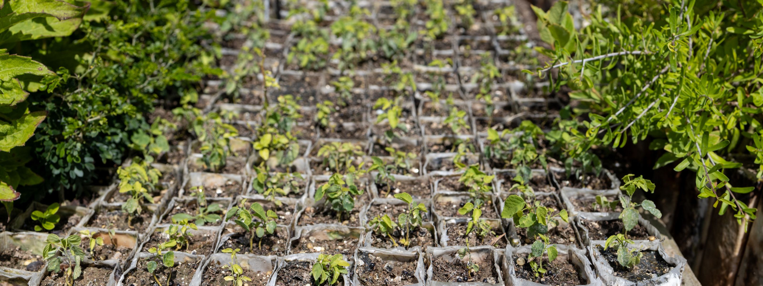 View looking across a large area filled with square white planter boxes that are growing seedlings.