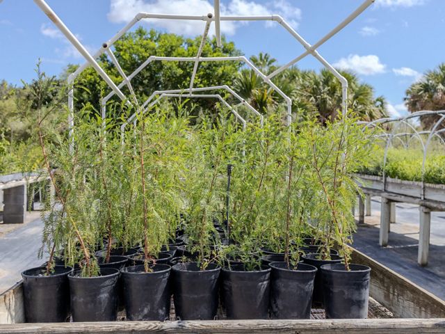 A wooden table holds a box of bushy, bright green tree seedlings in containers, ready to be planted.