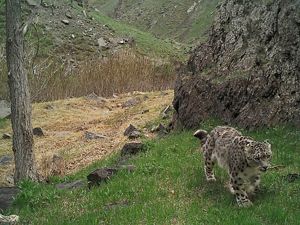 caught by a camera trap