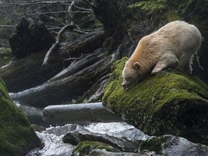 A Kermode bear or "spirit bear" (Ursus americanus kermodei) on Gribbell Island in the Great Bear Rainforest of Canada.