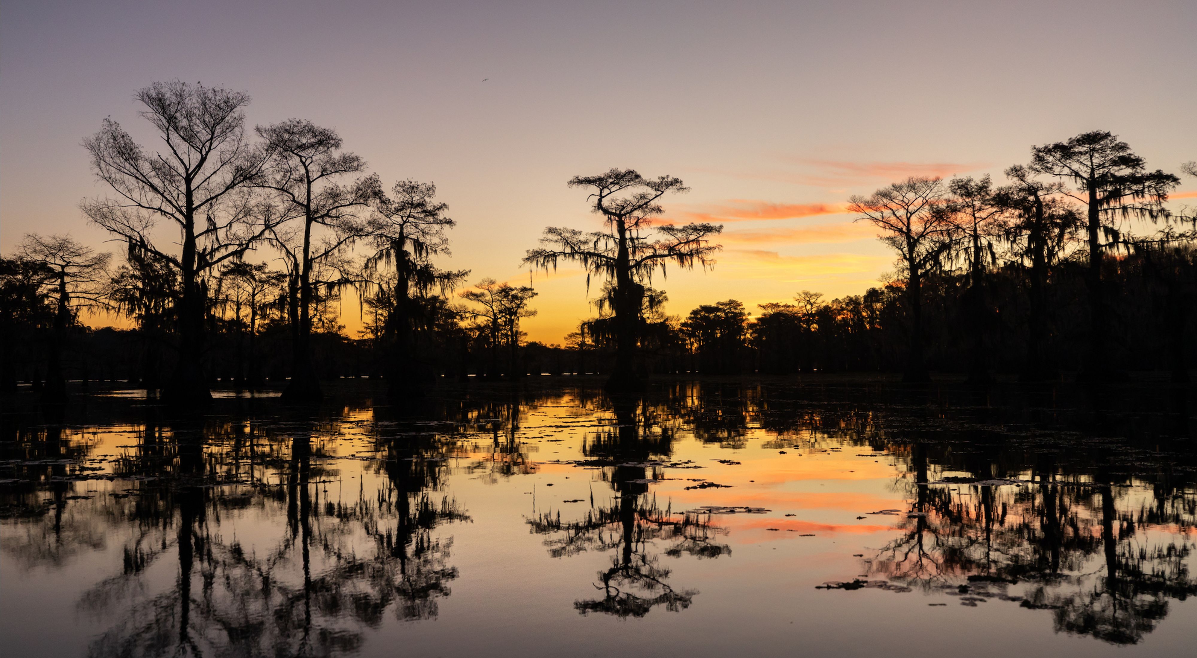 A calm lake at sunrise or sunset with cypress trees dripping in hanging moss silhouetted against an orange and pink sky, the lake mirrors the sky.