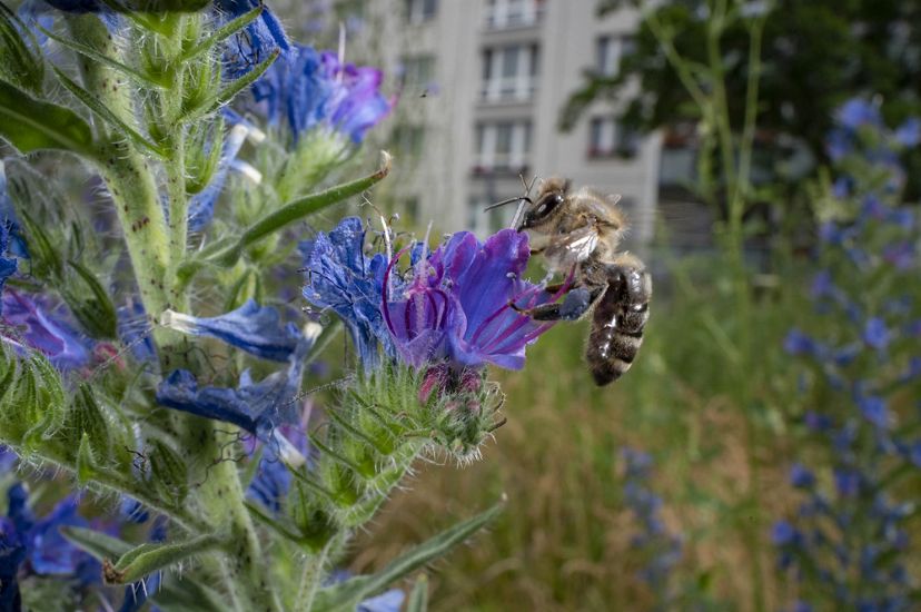 bee rests on blue-purple flower with apartment building in background