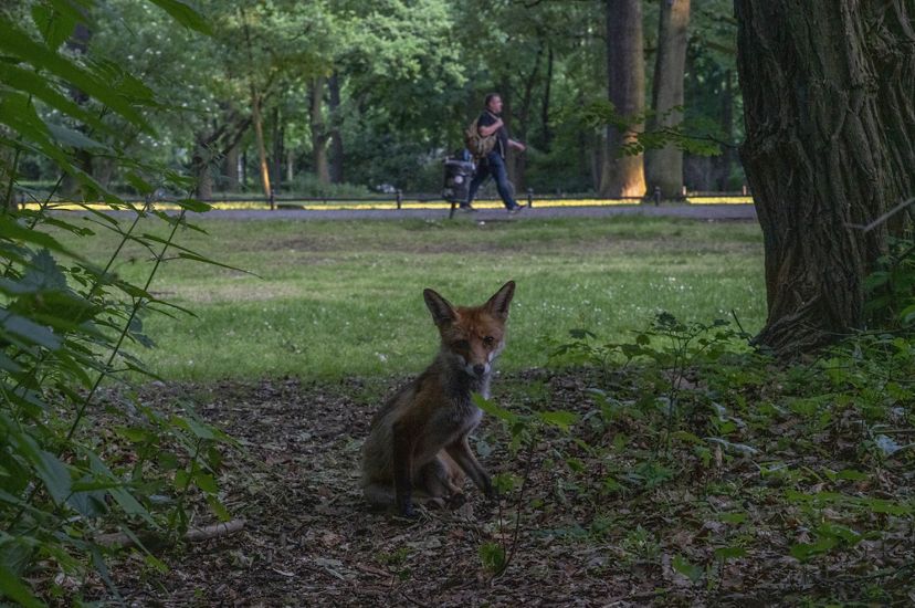 small brown fox faces camera, sits in the shade of a tree in a park