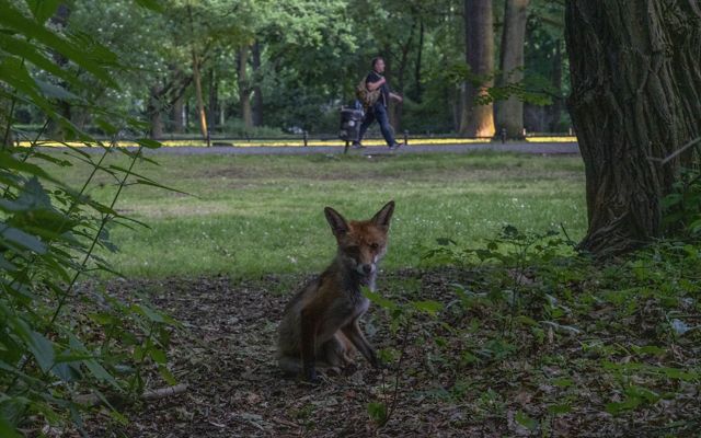 small brown fox faces camera, sits in the shade of a tree in a park