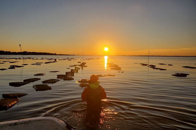Sue Wicks looks towards the rising sun while wading in the waters of her oyster farm in New York.