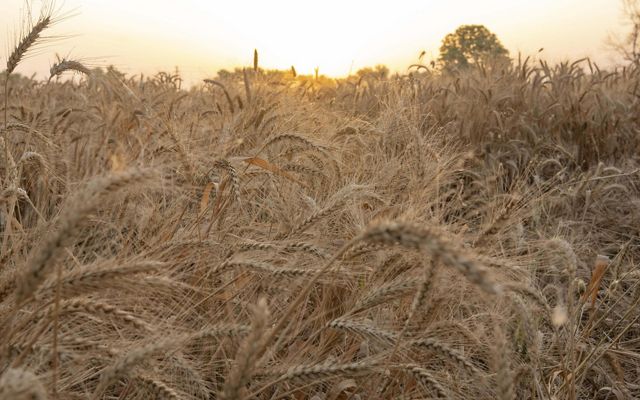 A field of mature wheat looks like an explosion of golden tendrils and seeds.