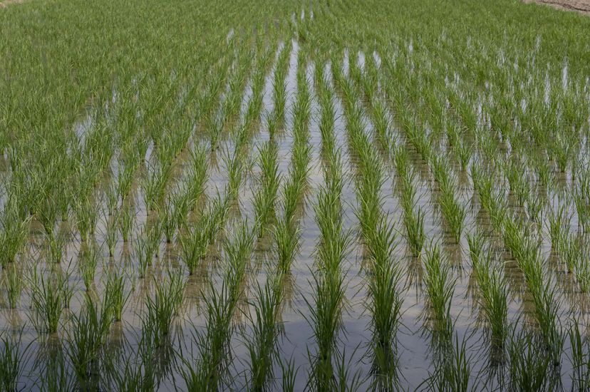 Lush green chutes of paddy rice emerge from water in neat rows and grids.