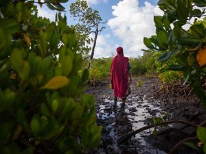 Zulfa Hassan stands in a Kenya mangrove plantation.
