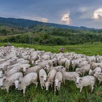 A herd of white goats crowd together in a meadow. A cowboy on horseback is behind them. A low mountain ridge lines the horizon.