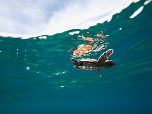 Baby turtle swimming in the ocean.