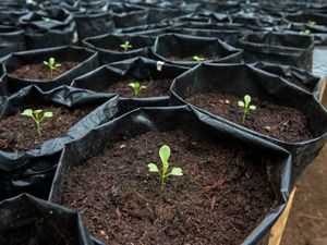 Small plants grow at the community garden greenhouse operated by participants in the Women Leading Climate Action Workshop. 