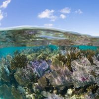 Split view of corals growing under the surface of clear water and the sky above.