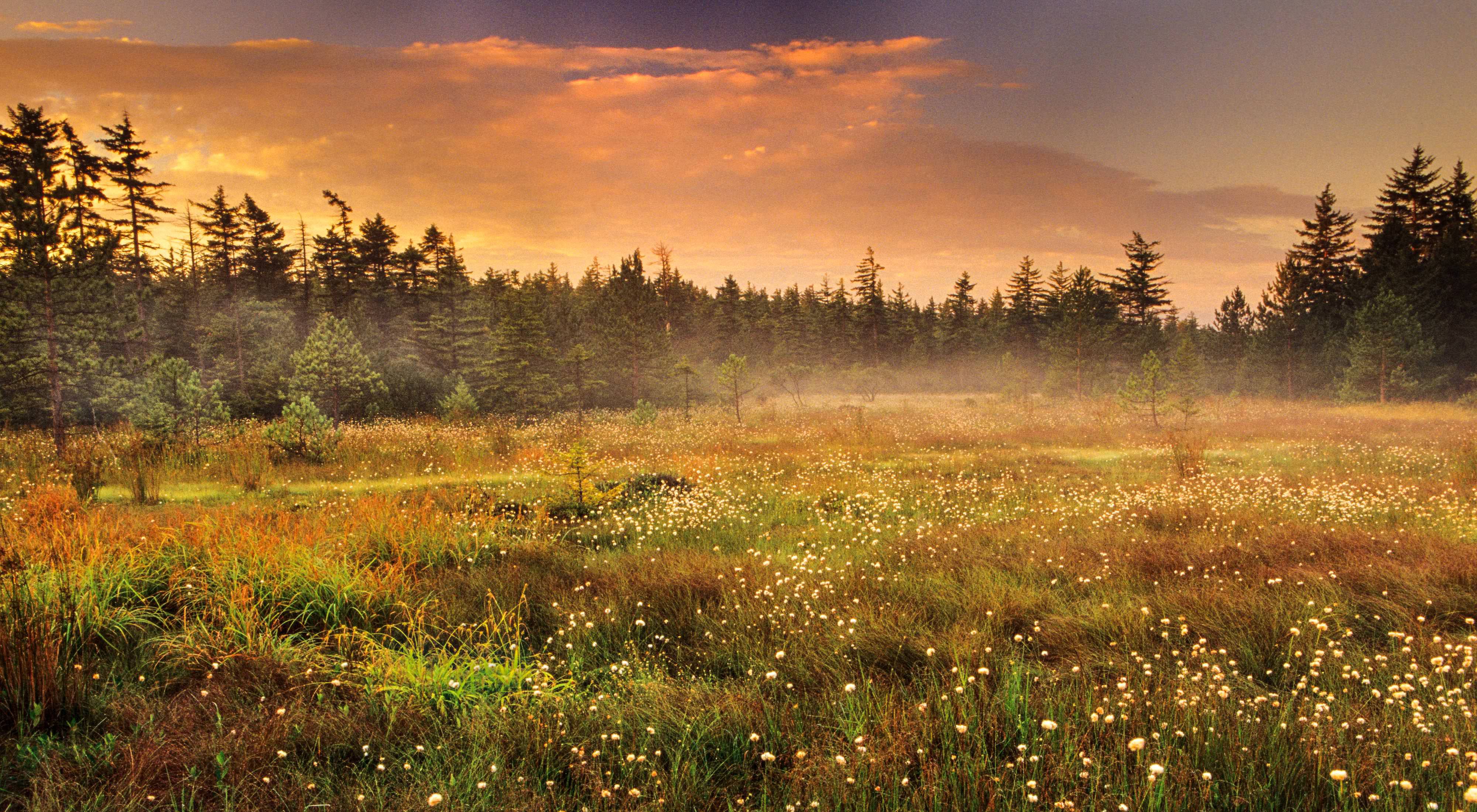 Cotton grass in wetlands with forest in background.