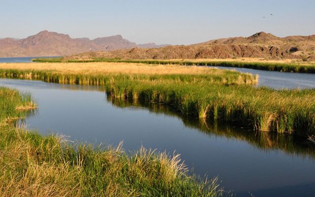 A desert river's banks are covered in reedy marshy plants and an island of the plants splits the river into two channels. The green vegetation contrasts against the red rock hills in the background.