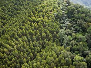 Aerial view of a forest.