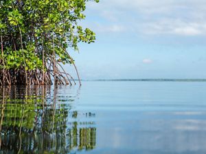Red Mangrove grows along the edge of Baie Liberte. 