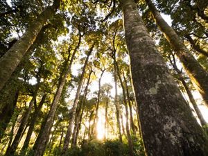 Olivillo forest, Chile.